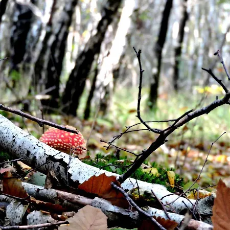 Champagne La Parcelle * Connigis