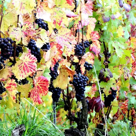 Pansiyon Champagne La Parcelle Connigis