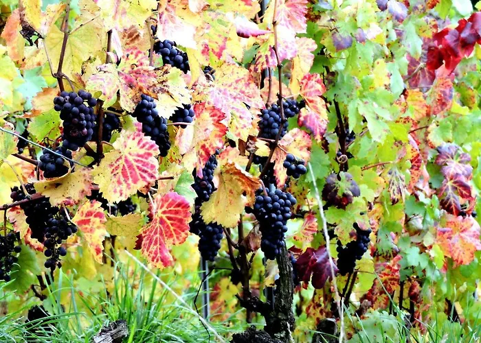 Homestay Champagne La Parcelle Connigis