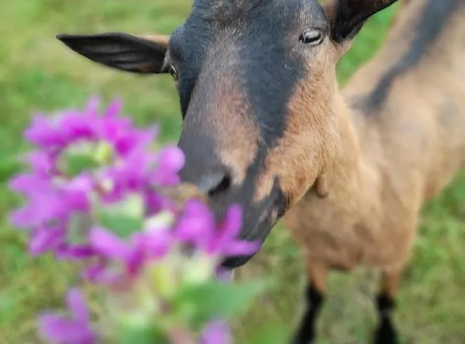 Champagne La Parcelle Connigis