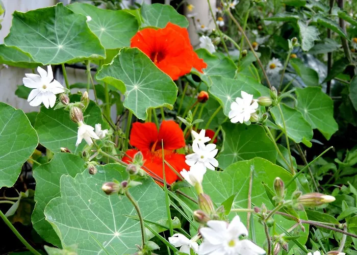 Champagne La Parcelle Connigis